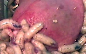 Maggot in pee hole