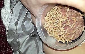 Maggots on pussu horny food  
