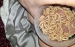 Maggots on pussu horny food 