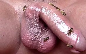 Wasp on cock