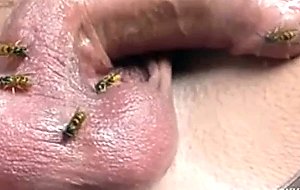 Wasp on cock